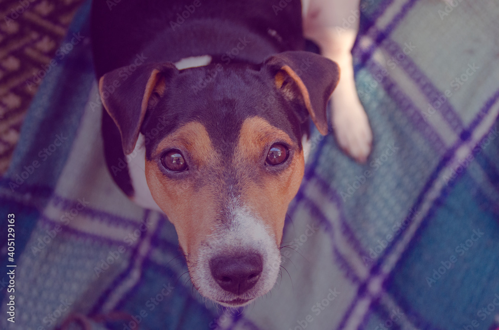Portrait of a purebred dog Jack Russell