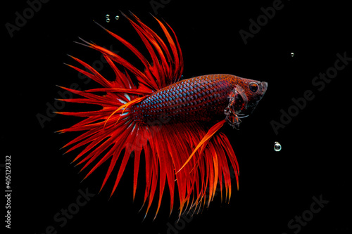 Obraz na płótnie betta fish in aquarium with black background