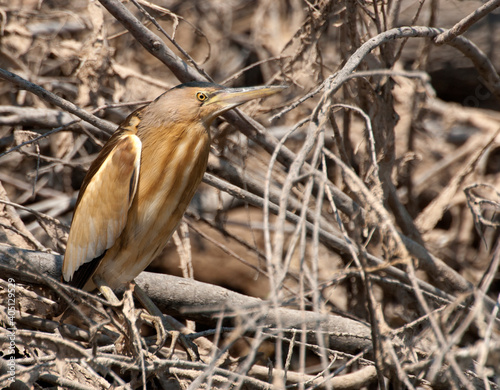 Woudaap; Little Bittern; Ixobrychus minutus photo