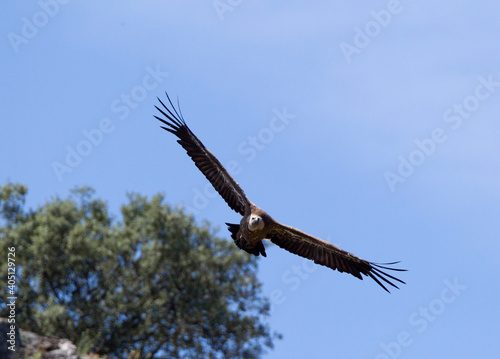 Vale Gier  Griffon Vulture  Gyps fulvus