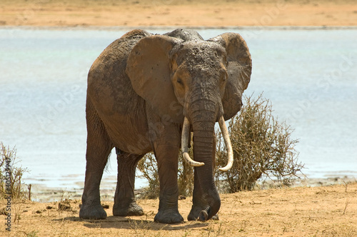 Afrikaanse Olifant, African Elephant, Loxodonta africana