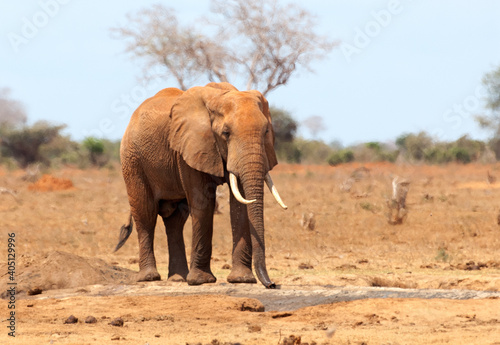 Afrikaanse Olifant, African Elephant, Loxodonta africana