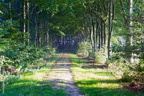 Almeerderzand Staatsbosbeheer photo