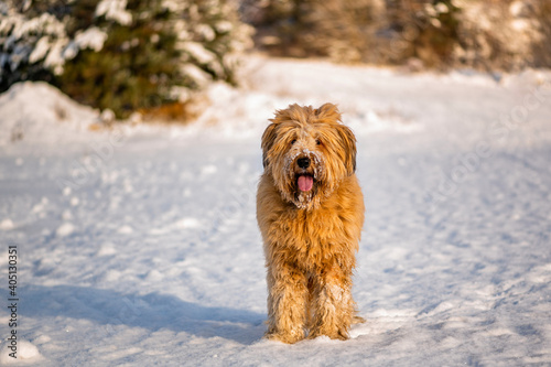 Standing dog briard on snow near forest in sunny winter day.
