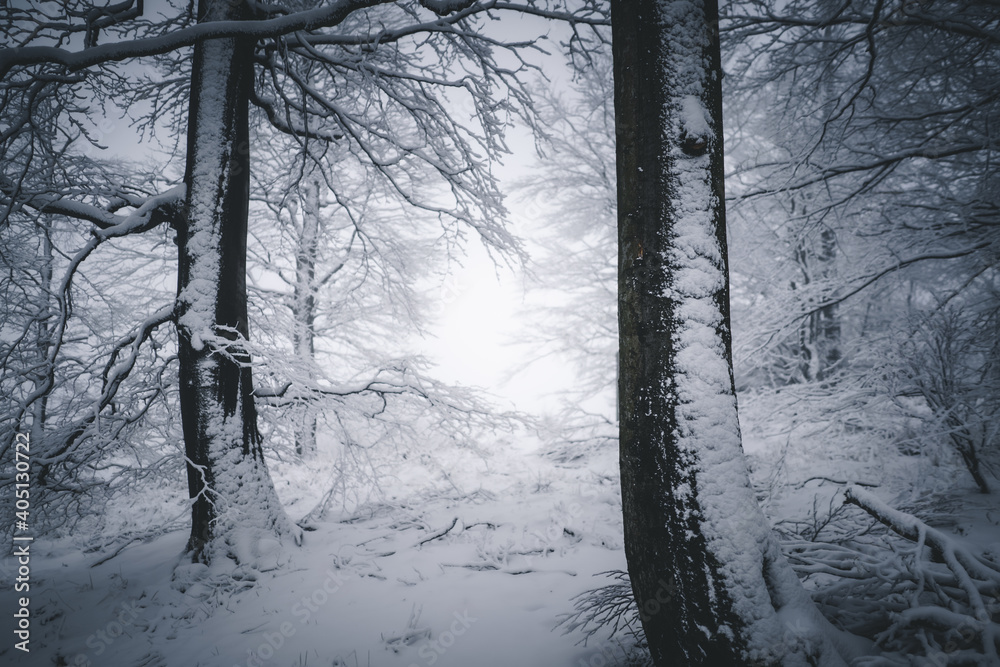 Fototapeta premium Verschneite Bäume im Winter