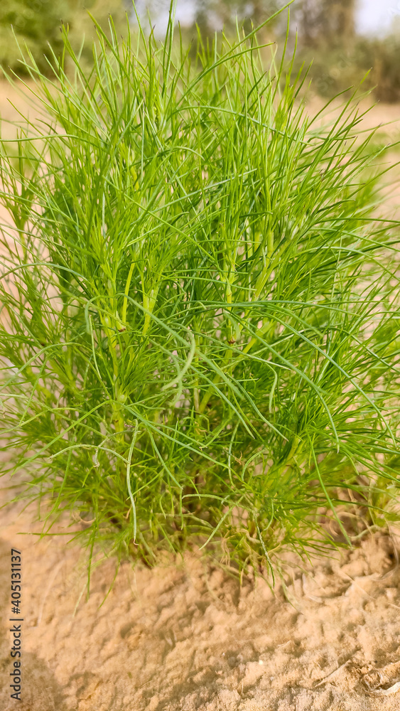 Small plant of cumin crop Small plant of cumin crop