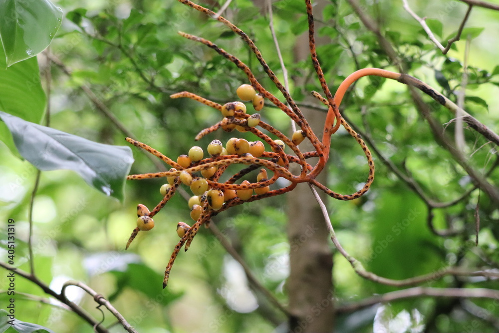 branch of a tree branch of a tree