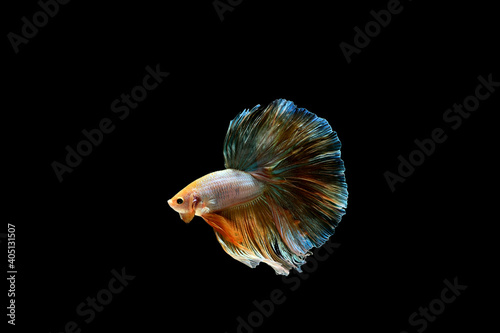 Male Collage Yellow Betta, Cupang, Siamese Fighting, Half Moon