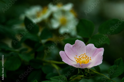 Carolina Rose in foreground