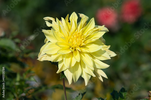 Beautiful autumn aster flowers in nature.