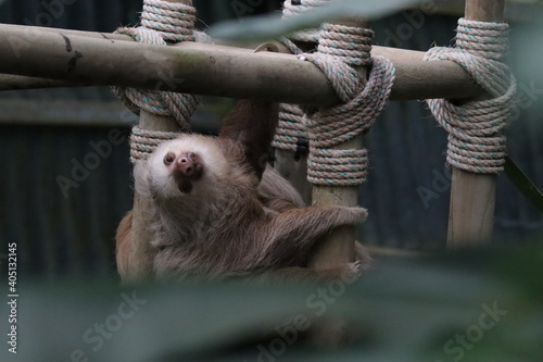 sloth