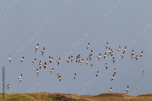 Rosse Grutto, Bar-tailed Godwit, Limosa lapponica © AGAMI