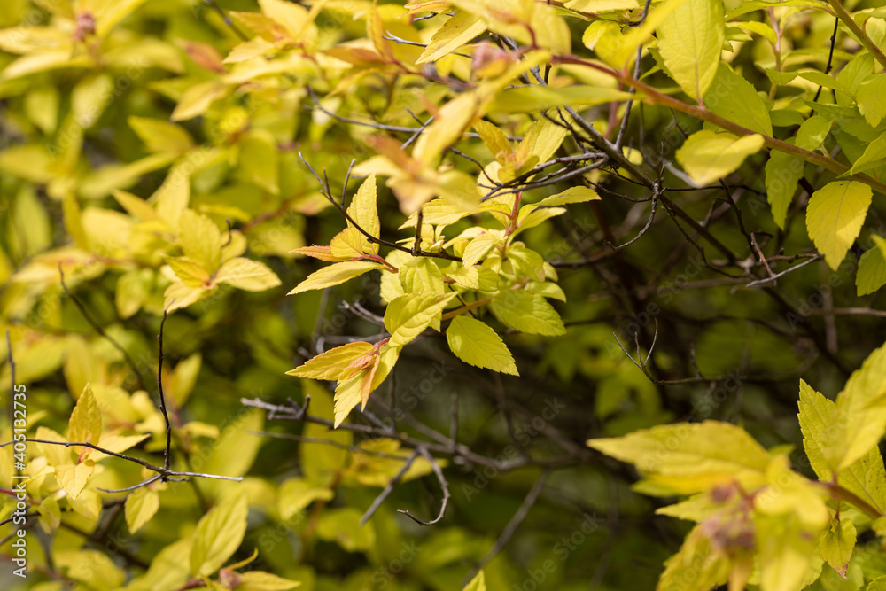 A bush with yellow leaves on a natural background. Detailed macro view. A bush with yellow leaves on a natural background. Detailed macro view.