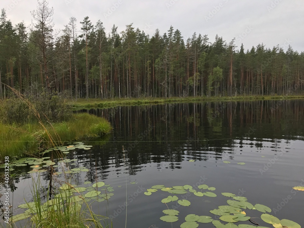 Obraz premium wood lake pine trees reflected blue sky summer