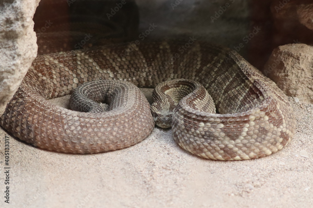 Obraz premium snake in the sand