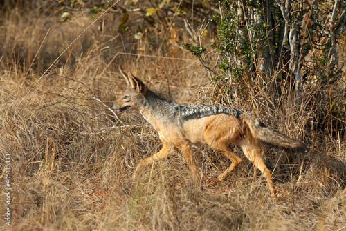Zadeljakhals, Black-backed jackal, Canis mesomelas photo