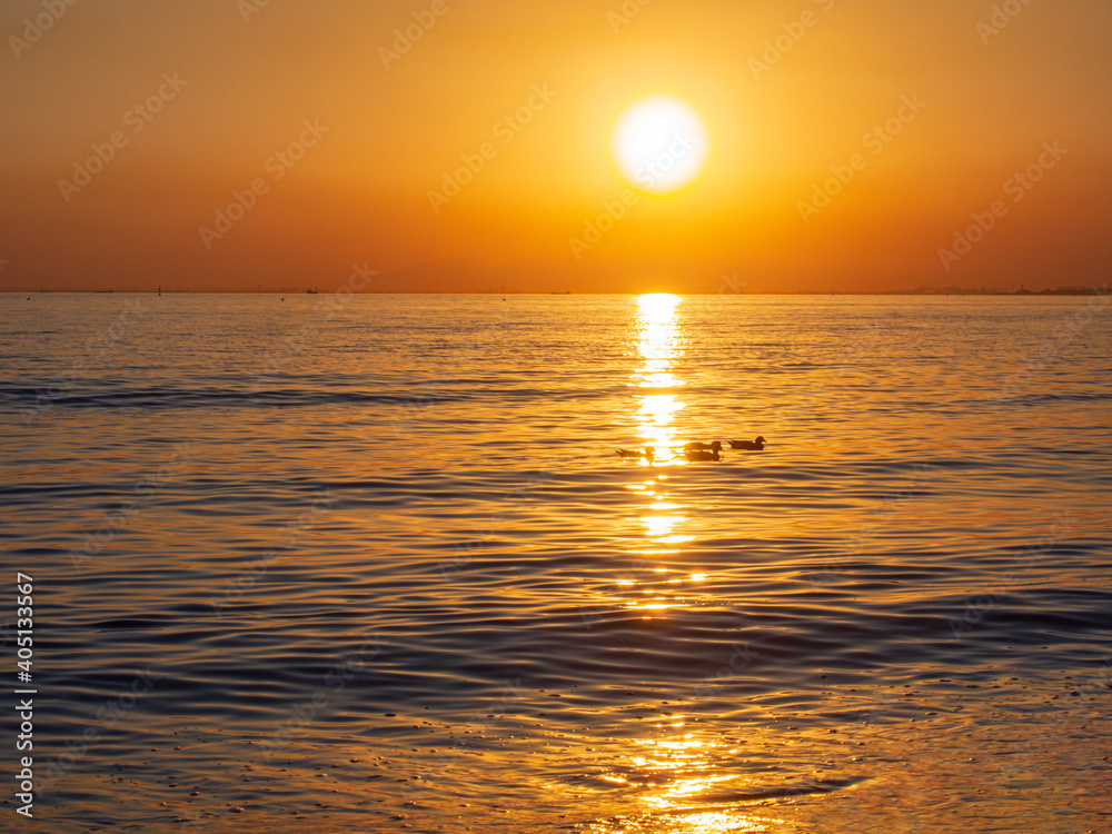 夕暮れに海を横切る鴨