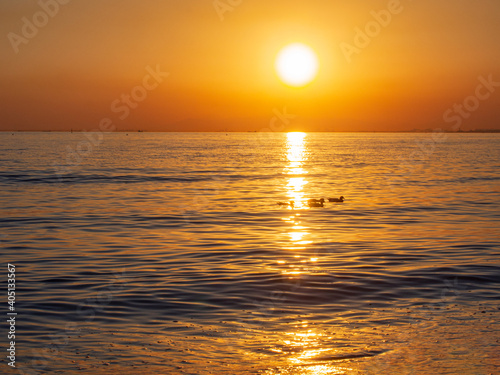 Fototapeta Naklejka Na Ścianę i Meble -  夕暮れに海を横切る鴨