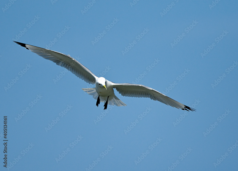 Black-legged Kittiwake in flight Black-legged Kittiwake in flight