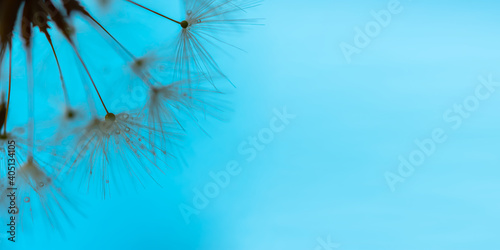 Dandelion macro background in blue color. Summer natural horizontal banner in cool shades. Drops of dew on a fluffy dandelion umbrellas. The concept of peace and tranquility. Top view, copy space