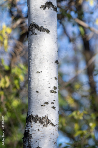Trunk of a white birch tree in autumn nature.