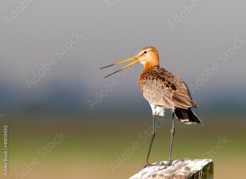 Obraz na płótnie Black-tailed Godwit, Limosa limosa w salonie