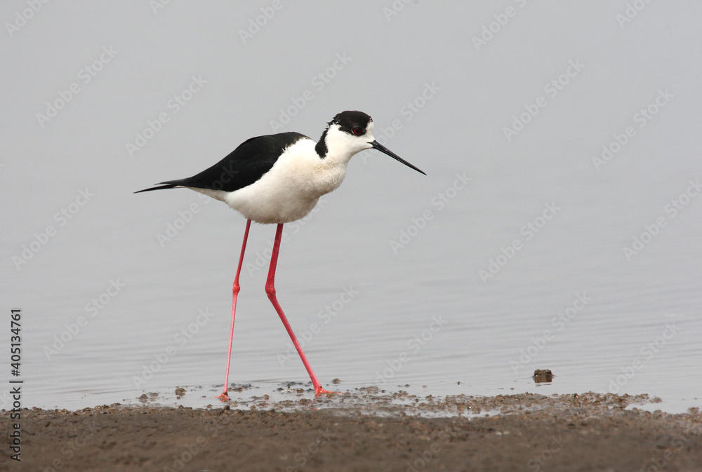 Obraz premium Black-winged Stilt, Steltkluut, Himantopus himantopus
