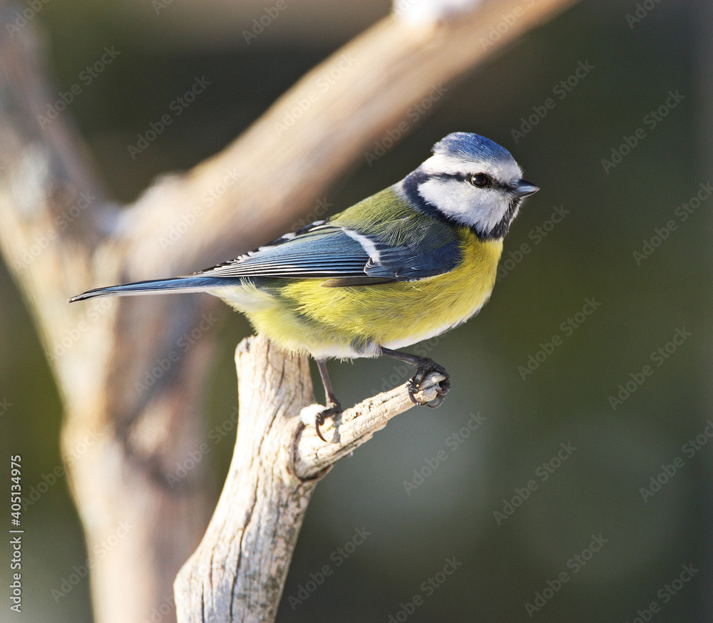 Obraz premium Blue Tit, Cyanistes caeruleus