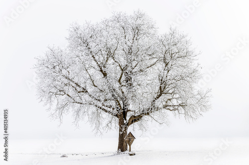 Baum im Winter mit Rauhreif und Holzkreuz (2)