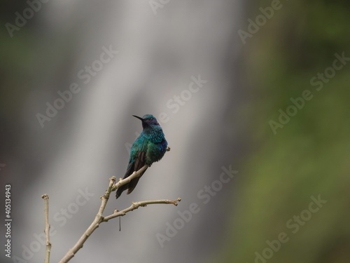 Closeup of a green blue purple sparkling violetear hummingbird colibri coruscans at Las Lajas Ipiales Narino Colombia photo