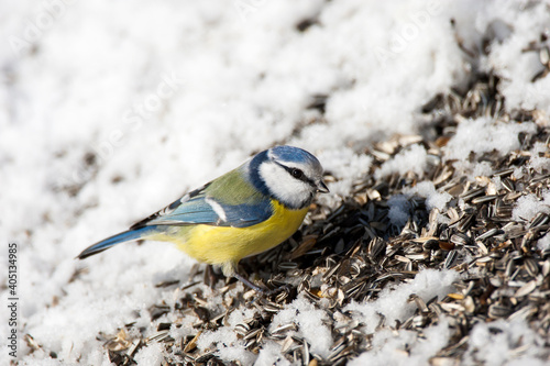 Pimpelmees, European Blue Tit, Cyanistes caeruleus photo