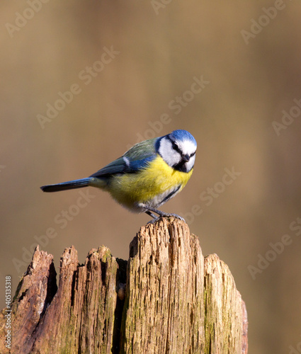 Pimpelmees, European Blue Tit, Cyanistes caeruleus