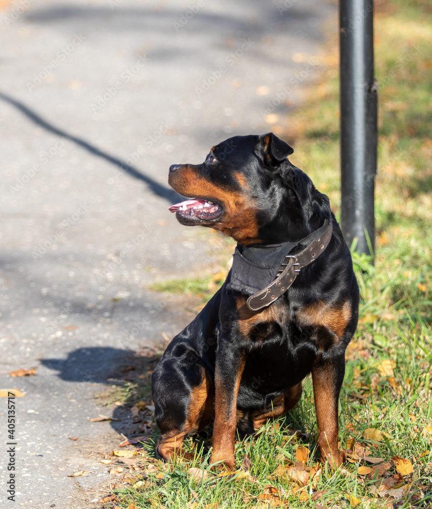 Dog outdoors on a background of green grass.