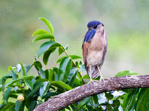 Schuitbekreiger; Boat-billed Heron; Cochlearius cochlearius photo
