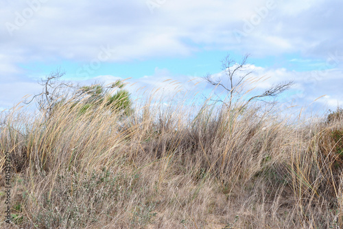 Seaside Sand Dunes with Close Up of  Dry Grasses and Cloudy Sky on Sunny Day 