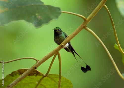 Booted Racket-tail, Vlagstaart-pluimbroekje, Ocreatus underwoodii photo