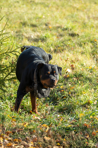 Dog outdoors on a background of green grass.