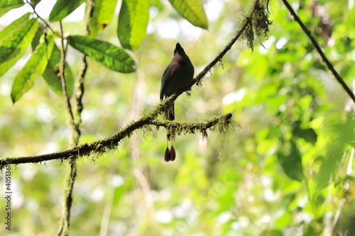 bird on a branch © Ka