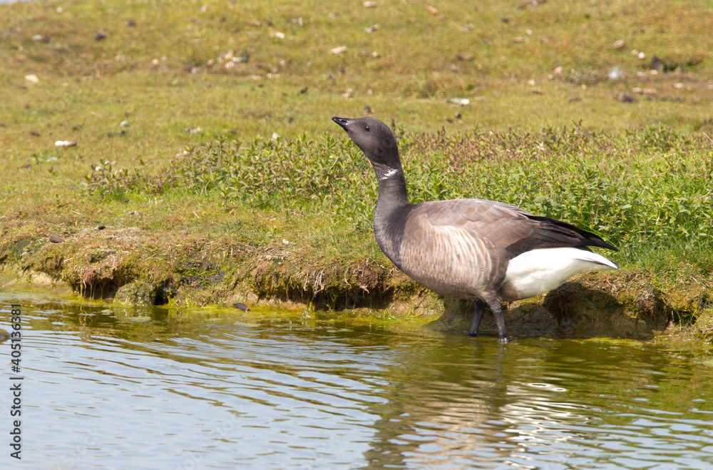 Rotgans, Dark-bellied Brent Goose, Branta bernicla Rotgans, Dark-bellied Brent Goose, Branta bernicla