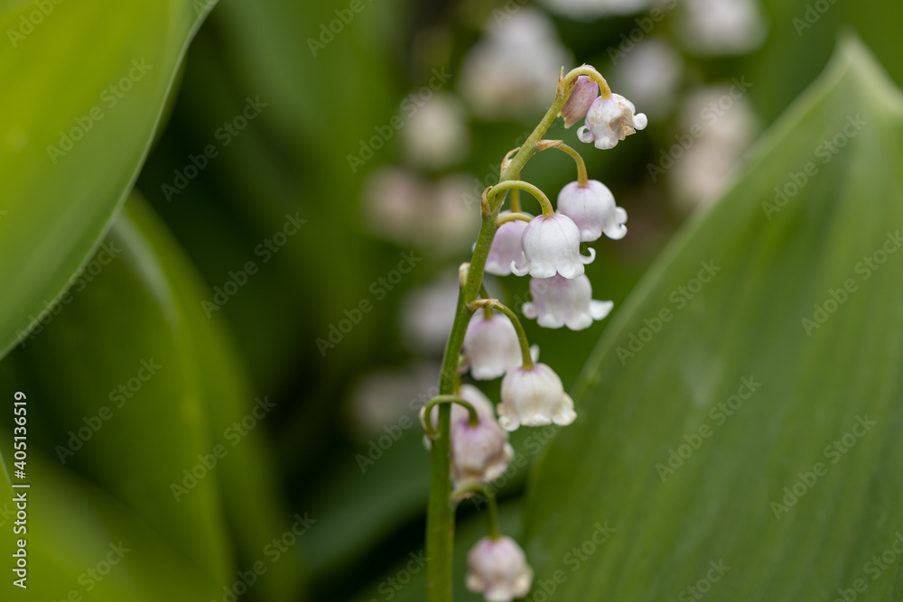 White lily of the valley flower. Detailed macro view. White lily of the valley flower. Detailed macro view.