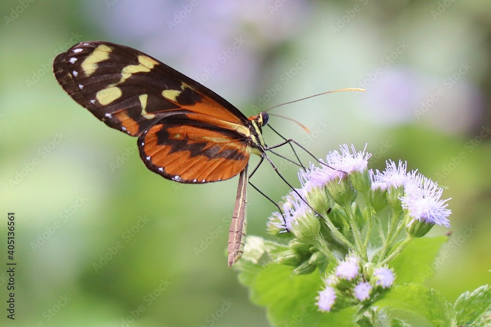 Obraz premium butterfly on flower