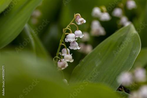 White lily of the valley flower. Detailed macro view.