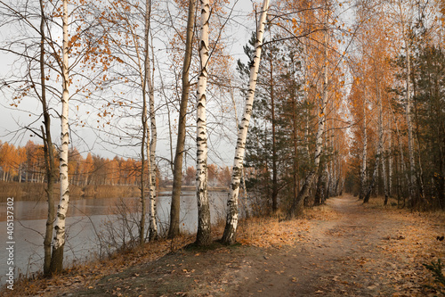 birch grove by the lake in autumn at dawn
