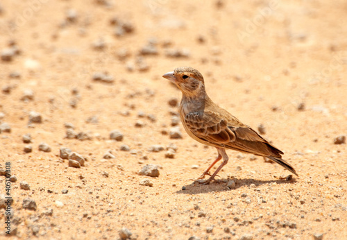 Somalische Vinkleeuwerik, Chestnut-headed Sparrow-Lark, Eremopterix signatus photo