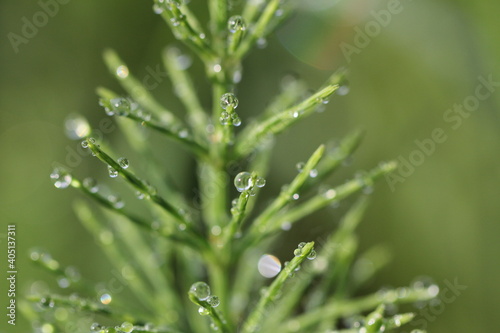 dew on grass © pavelpuzzle
