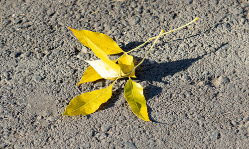 Autumn leaves on the asphalt.