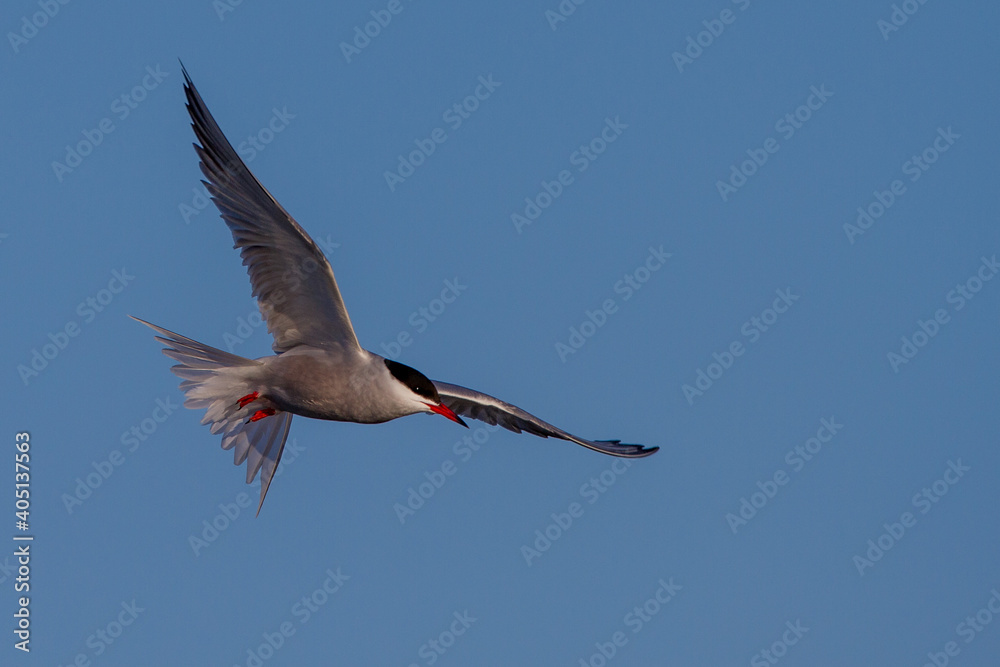 Obraz premium Flußseeschwalbe (Sterna hirundo)