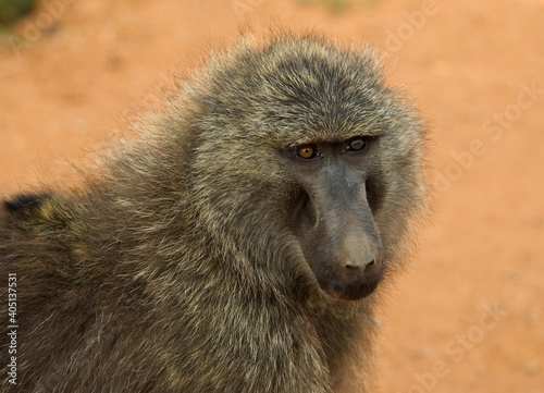 Olive Baboon, Groene Baviaan, Papio anubis