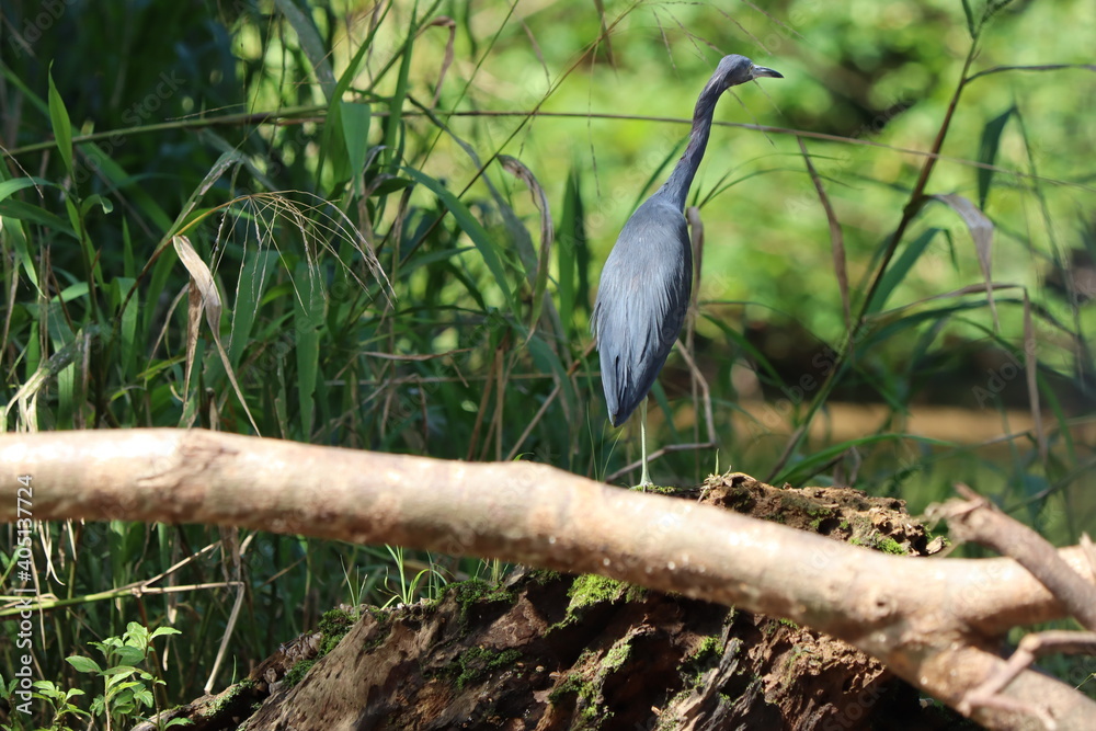 Fototapeta premium great blue heron