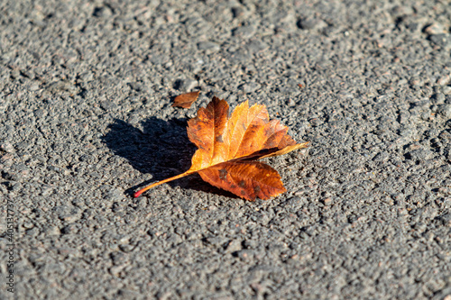 Autumn leaves on the asphalt.